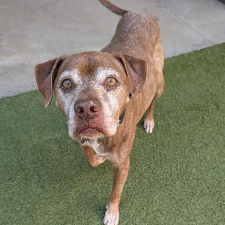 Barley, a Adoptable mixed breed in Pacific Grove, CA image 2/5