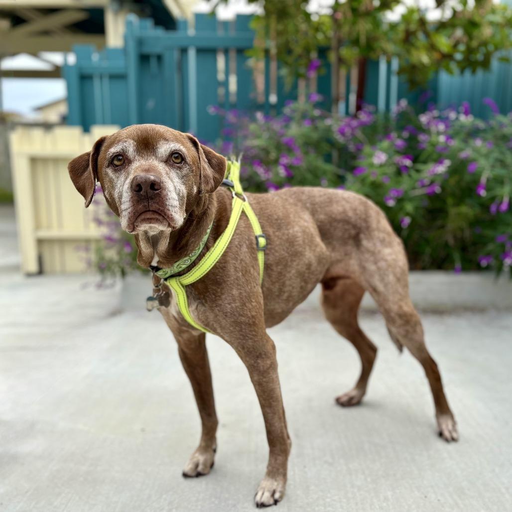 Enlarge Barley, a Adoptable mixed breed in Pacific Grove, CA image 3/5