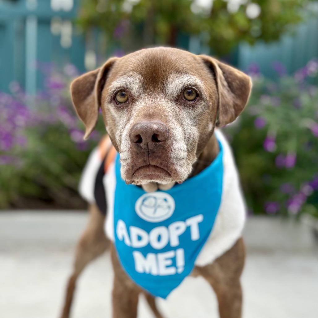 Barley, a Adoptable mixed breed in Pacific Grove, CA image 5/5