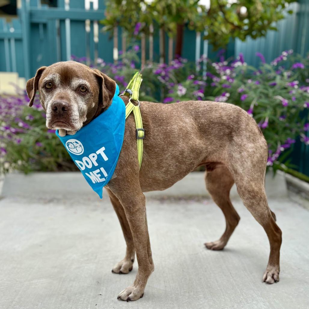 Enlarge Barley, a Adoptable mixed breed in Pacific Grove, CA image 5/5