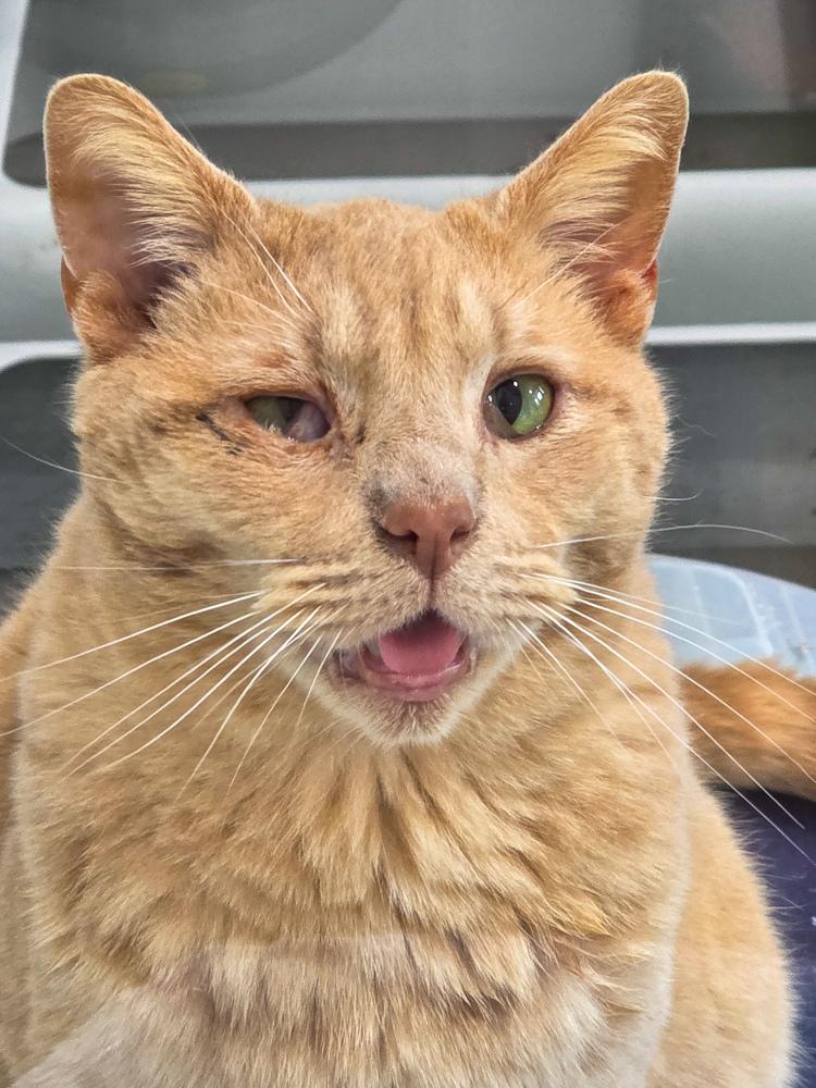 Odin, Adoptable, Senior Male Domestic Short Hair.