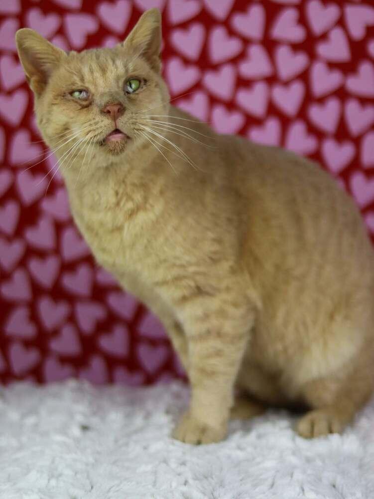 Enlarge Odin, a Adoptable Domestic Short Hair in Lewisburg, TN image 1/2