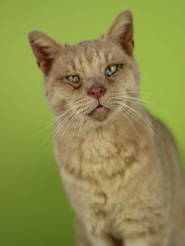 Enlarge Odin, a Adoptable Domestic Short Hair in Lewisburg, TN image 2/2