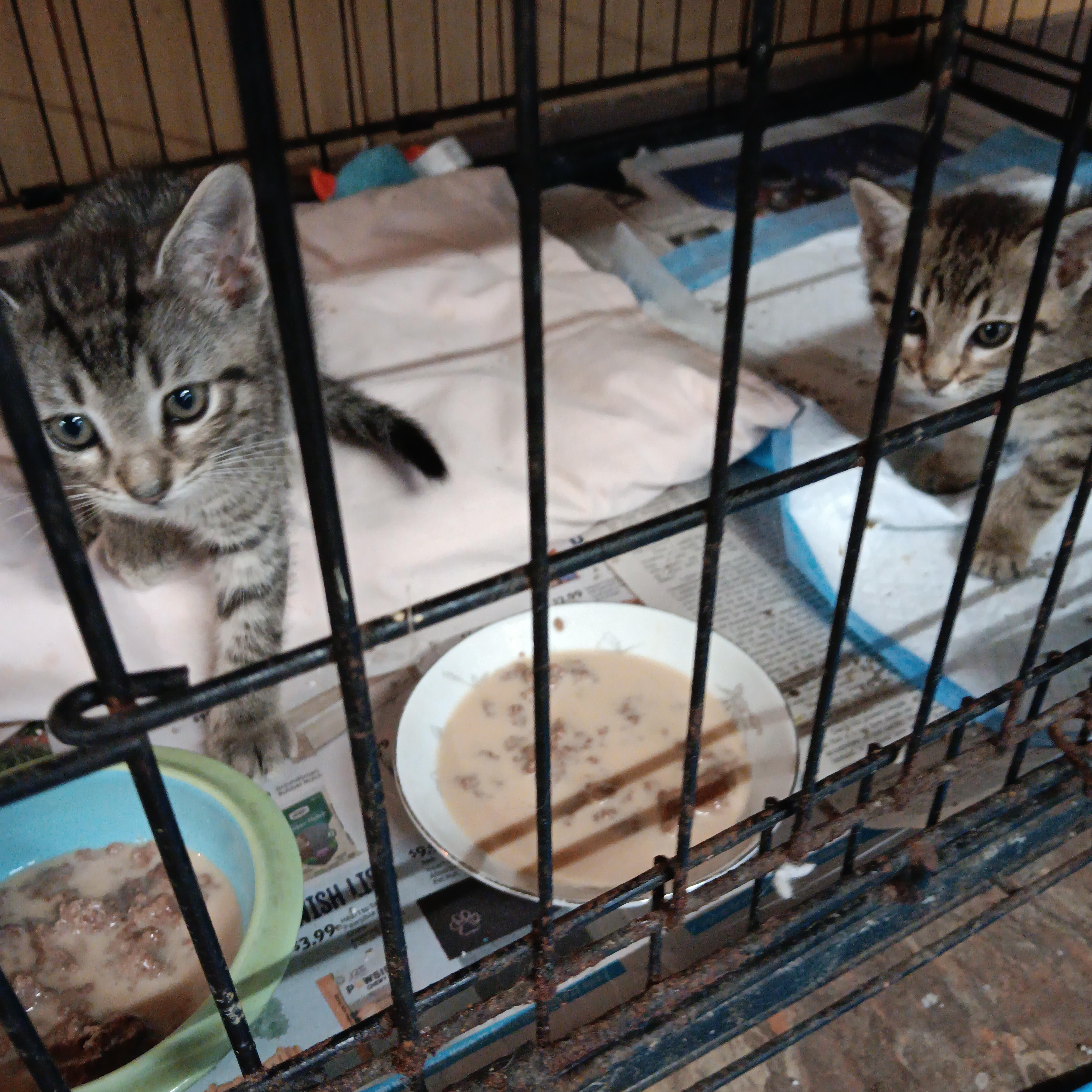 Arnie, Young Male Tabby