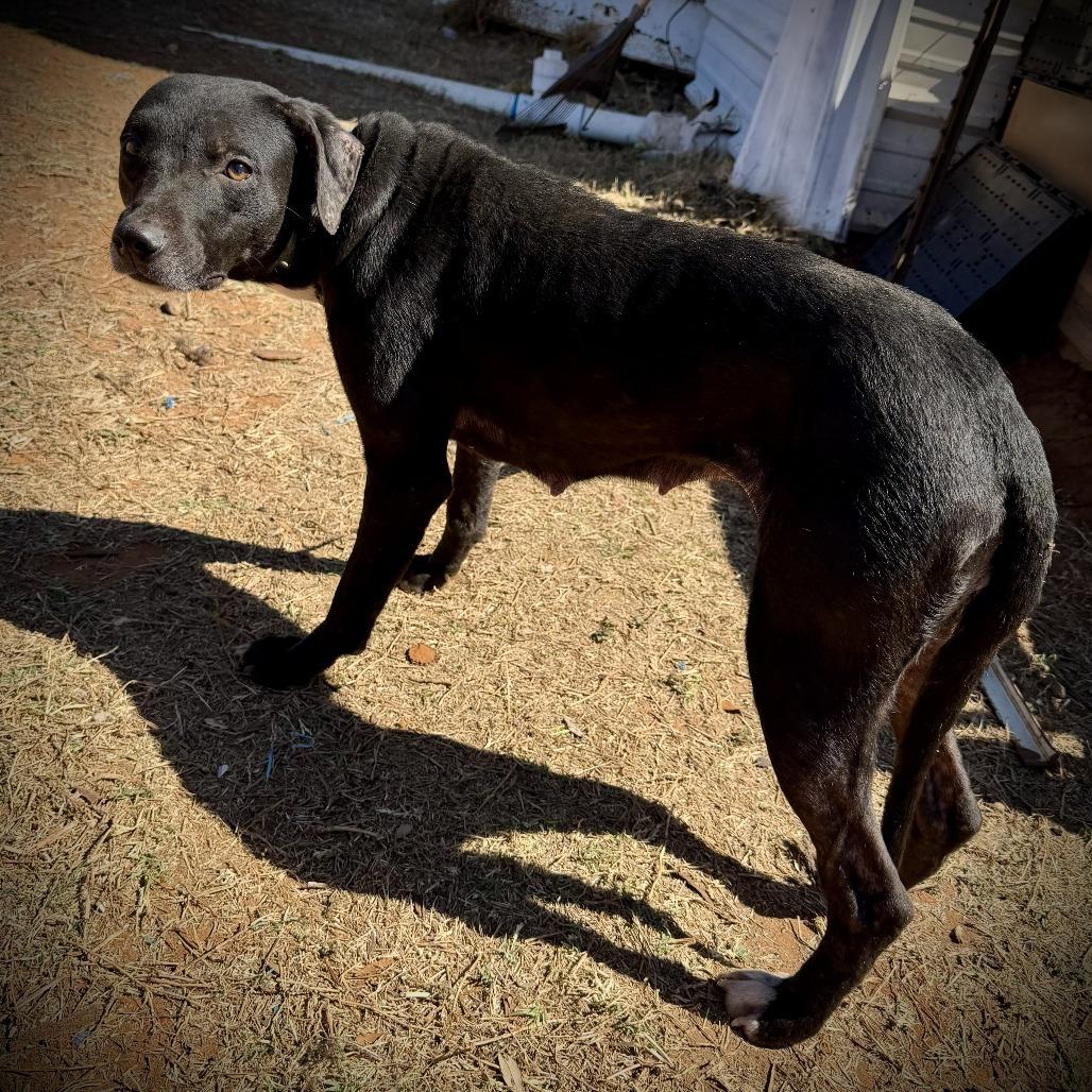 Precious, Adoptable, Adult Female American Staffordshire Terrier & Mixed Breed.