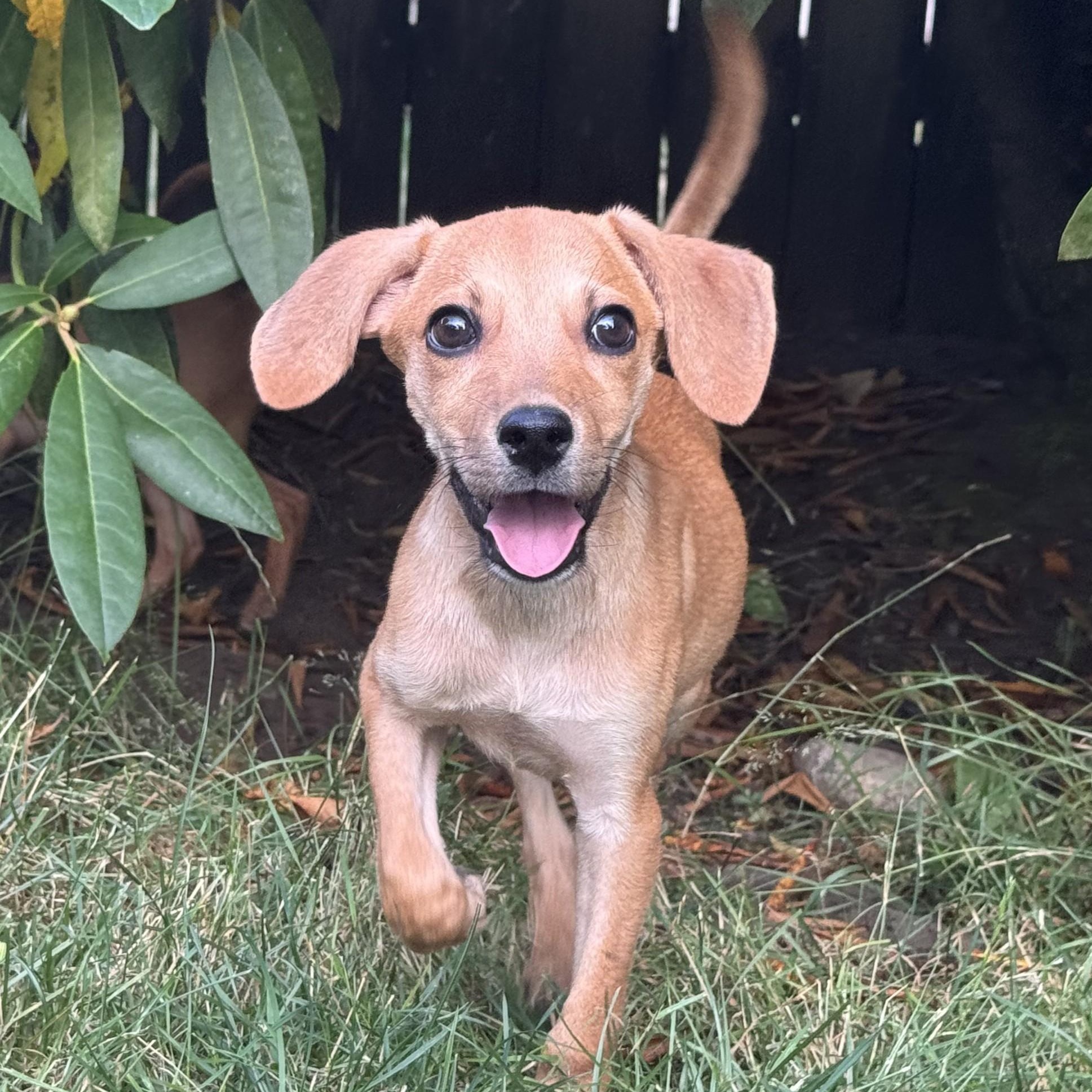 Odette, an adoptable mixed breed in Olympia, WA image 2/6