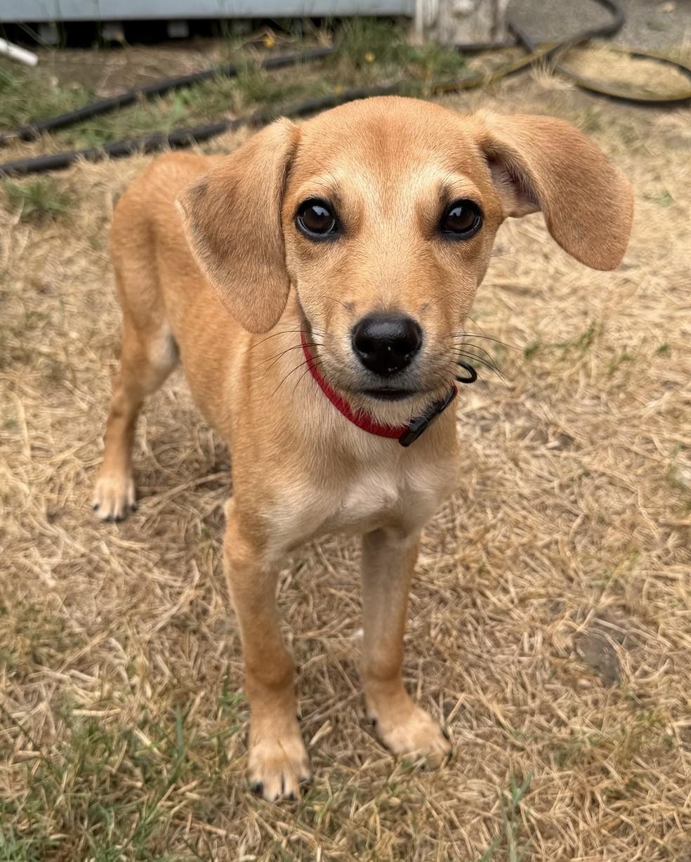 Odette, an adoptable mixed breed in Olympia, WA image 1/6