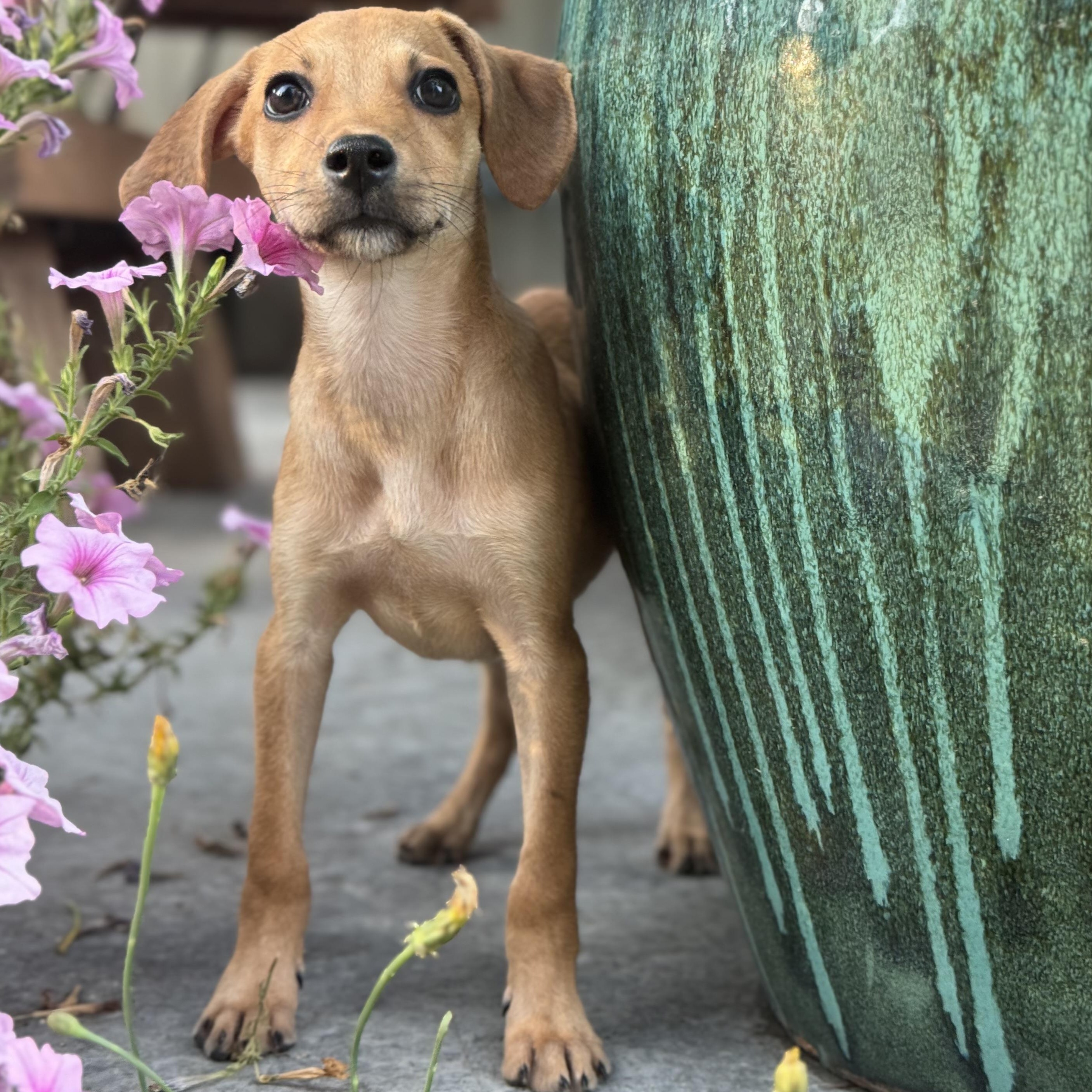 Odette, an adoptable mixed breed in Olympia, WA image 3/6