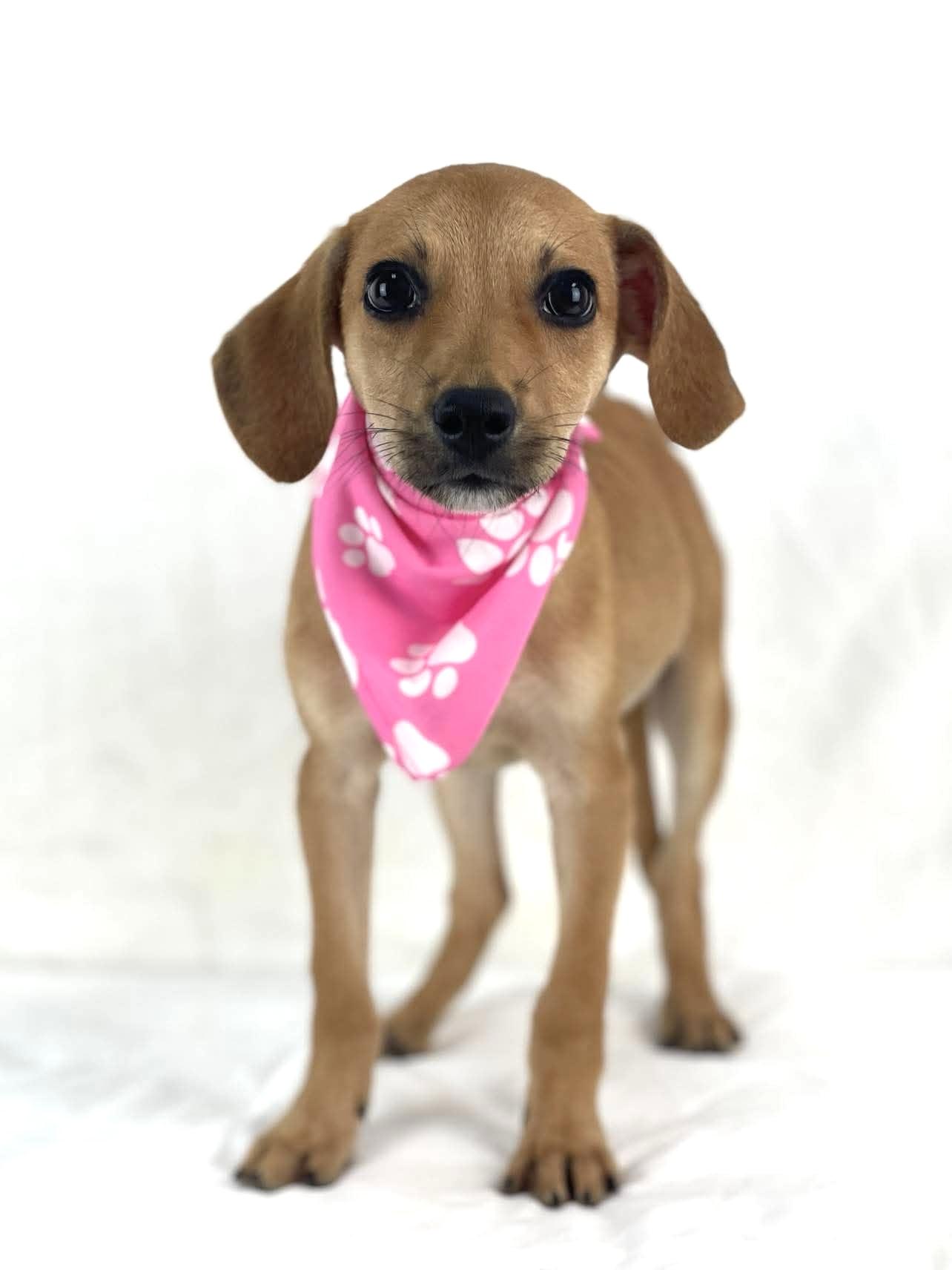Odette, a ADOPTABLE mixed breed in Olympia, WA image 1/3