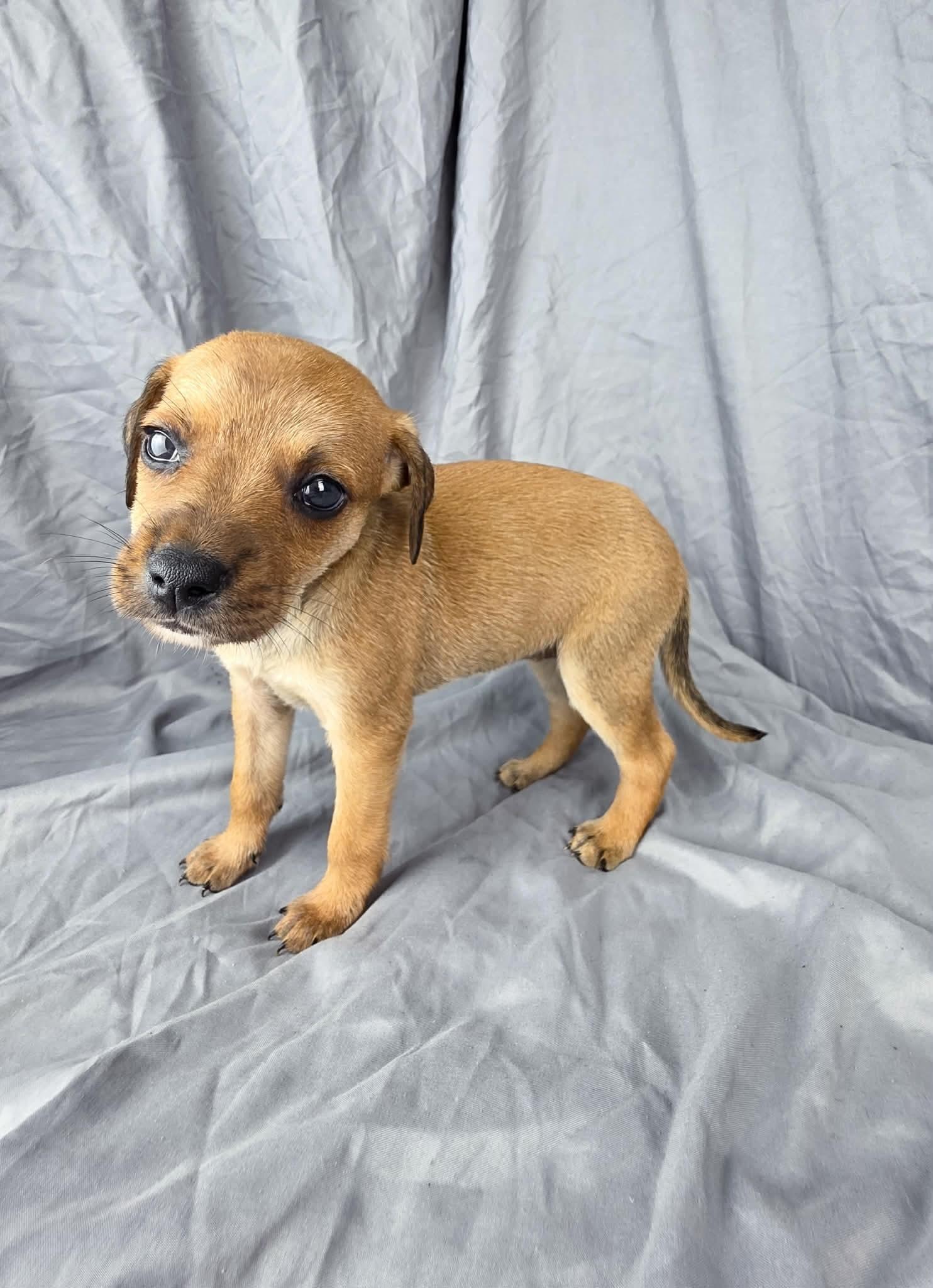 Odette, a ADOPTABLE mixed breed in Olympia, WA image 2/3