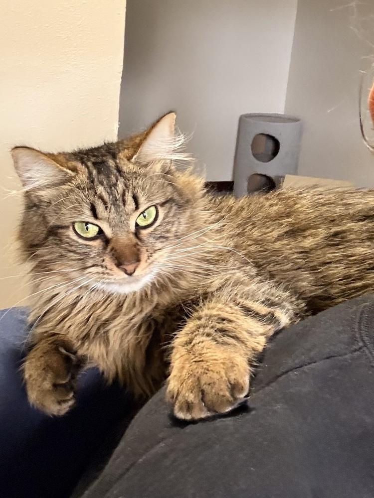 Enlarge Tig, a Adoptable Tabby in Bellingham, WA image 1/6