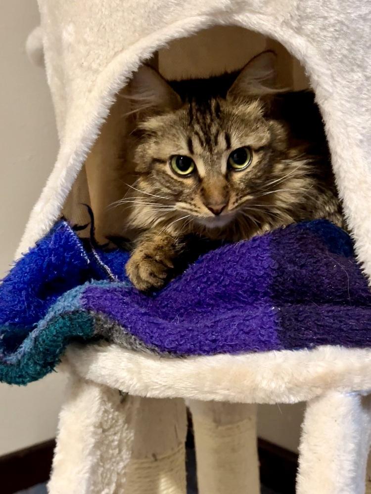 Enlarge Tig, a Adoptable Tabby in Bellingham, WA image 2/6