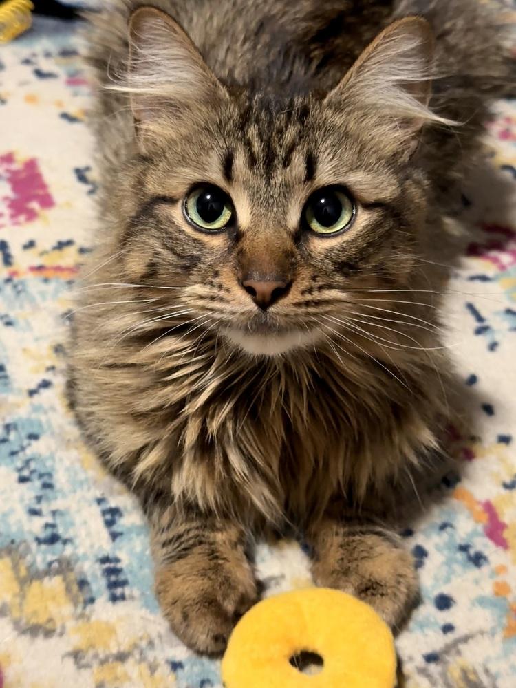 Enlarge Tig, a Adoptable Tabby in Bellingham, WA image 3/6