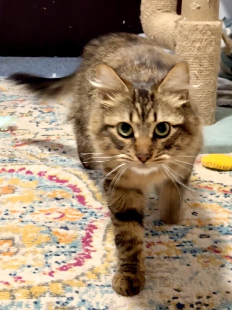 Enlarge Tig, a Adoptable Tabby in Bellingham, WA image 4/6