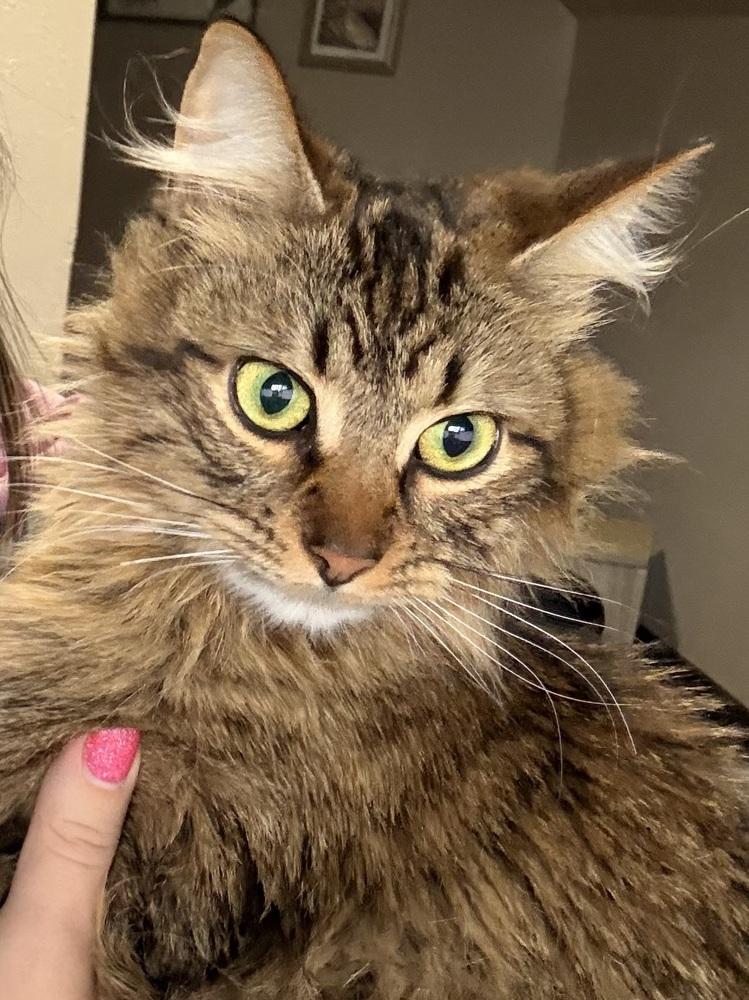 Enlarge Tig, a Adoptable Tabby in Bellingham, WA image 5/6