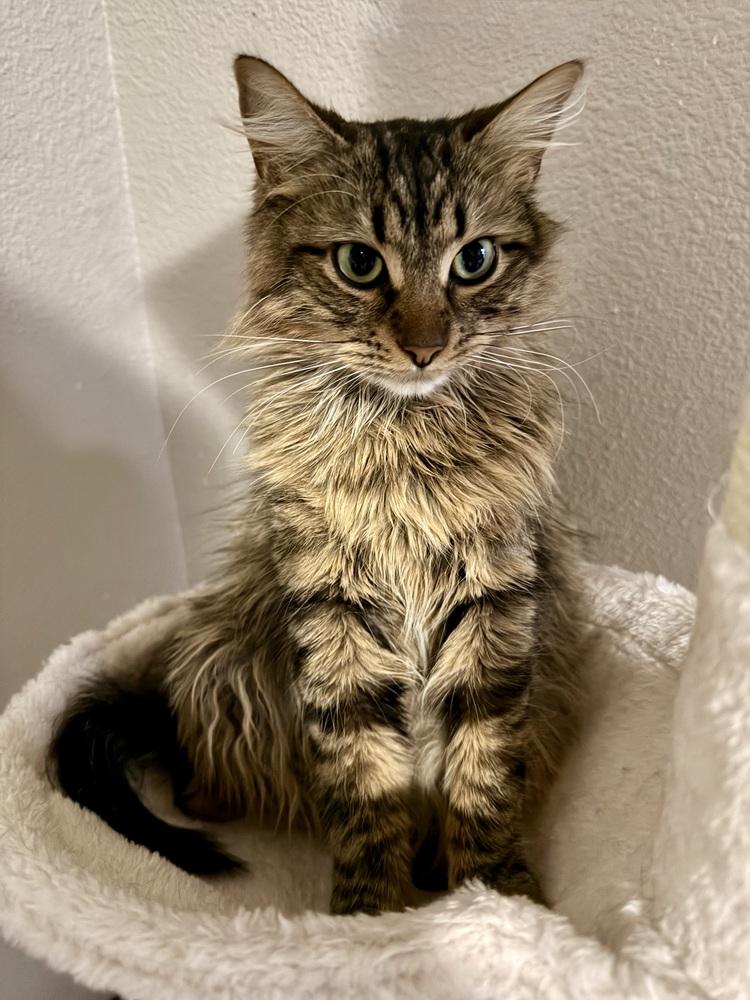 Enlarge Tig, a Adoptable Tabby in Bellingham, WA image 6/6