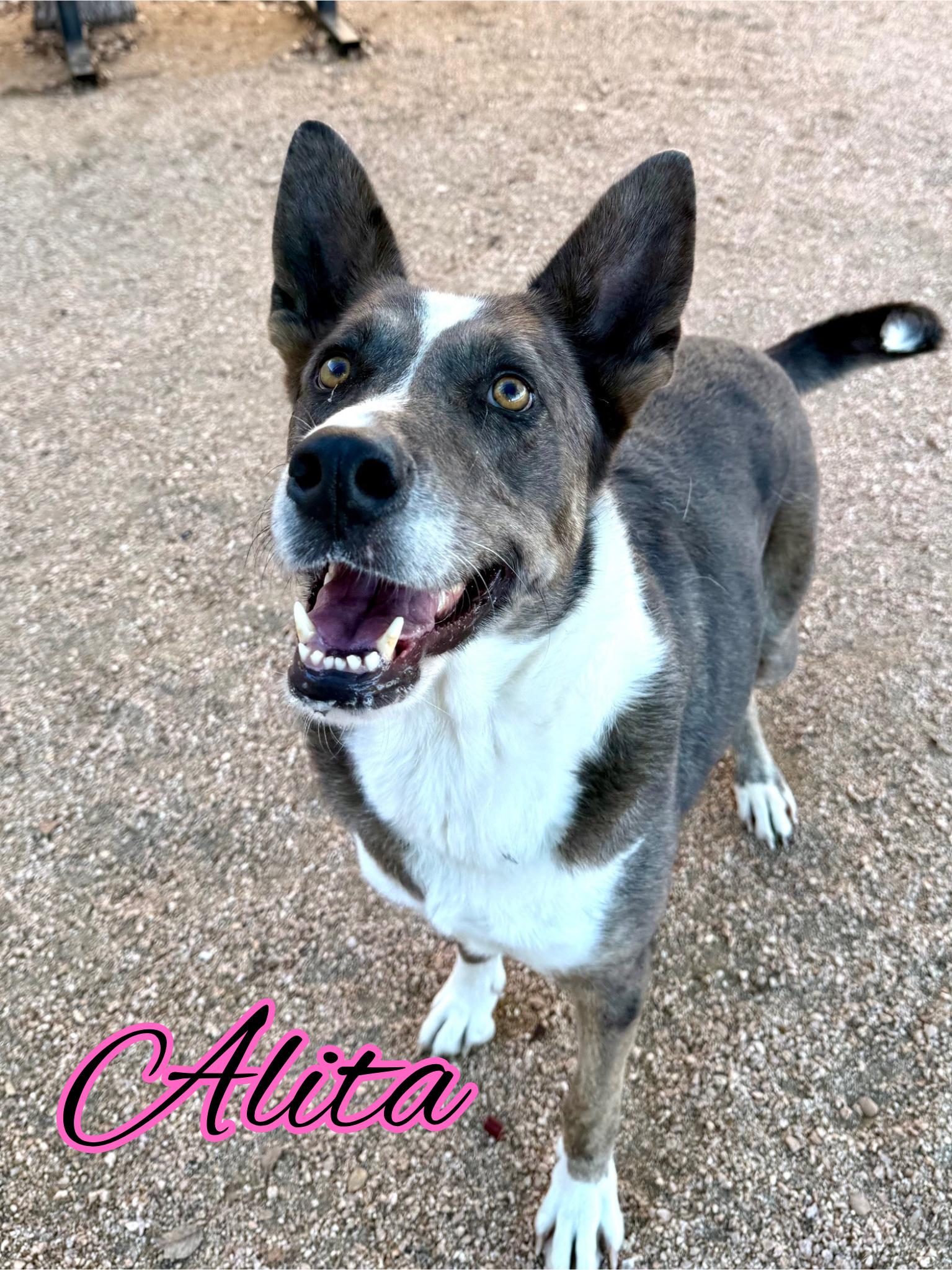 Enlarge Alita, a Adoptable mixed breed in Comfort, TX image 1/4