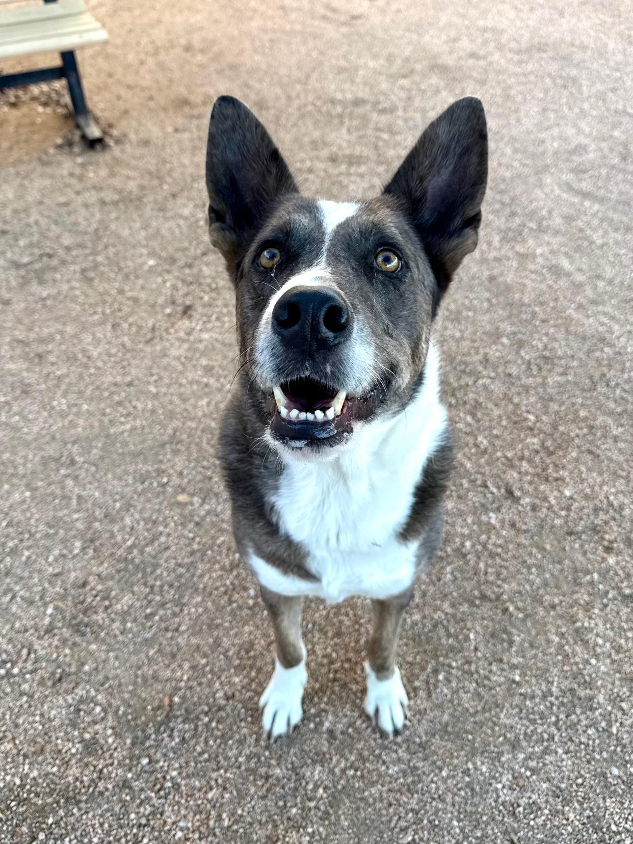 Enlarge Alita, a Adoptable mixed breed in Comfort, TX image 2/4