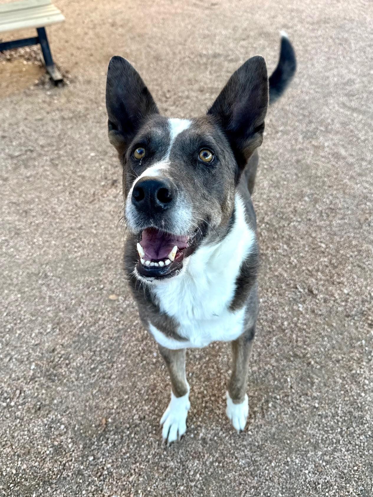 Enlarge Alita, a Adoptable mixed breed in Comfort, TX image 3/4