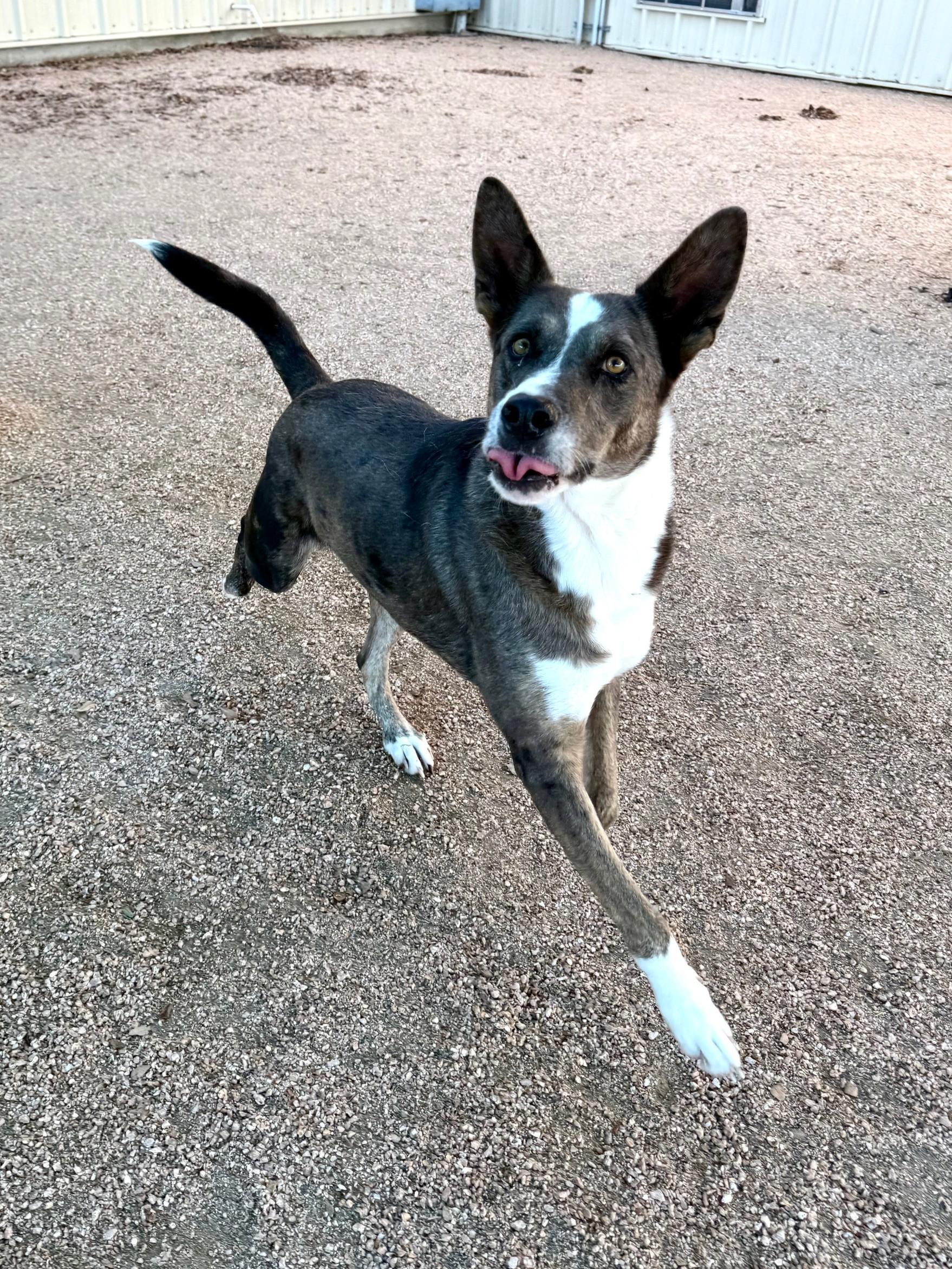 Enlarge Alita, a Adoptable mixed breed in Comfort, TX image 4/4