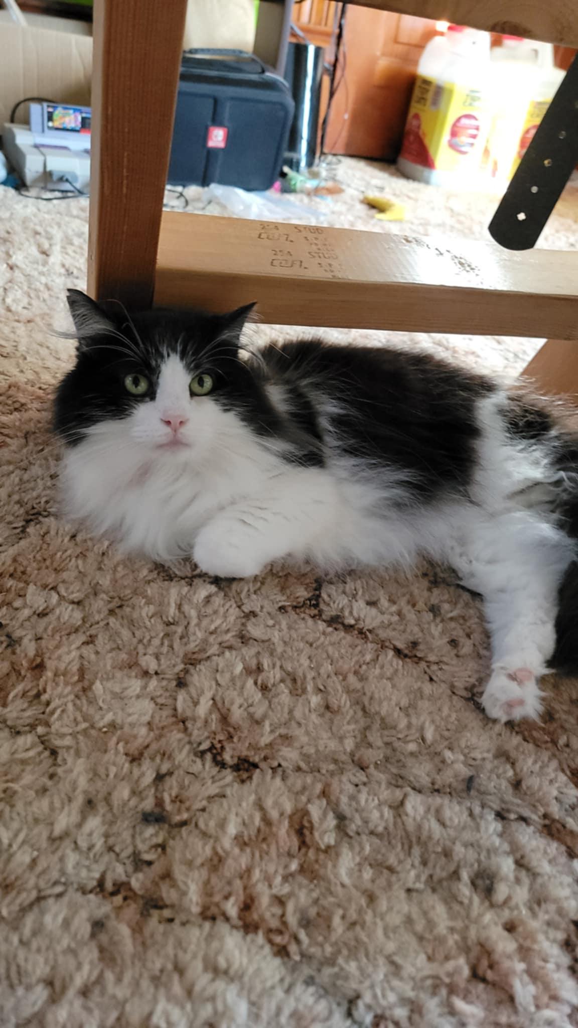 Munchkin