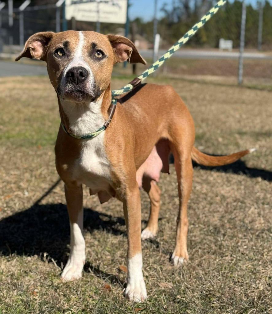 Enlarge Lena, a Adoptable mixed breed in Kingsland, GA image 1/1