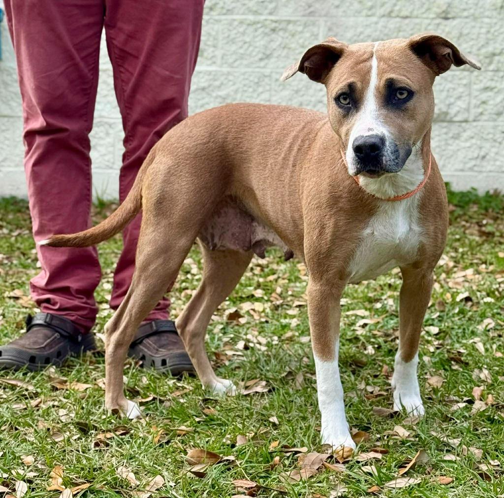 Enlarge Lena, a Adoptable mixed breed in Kingsland, GA image 1/3