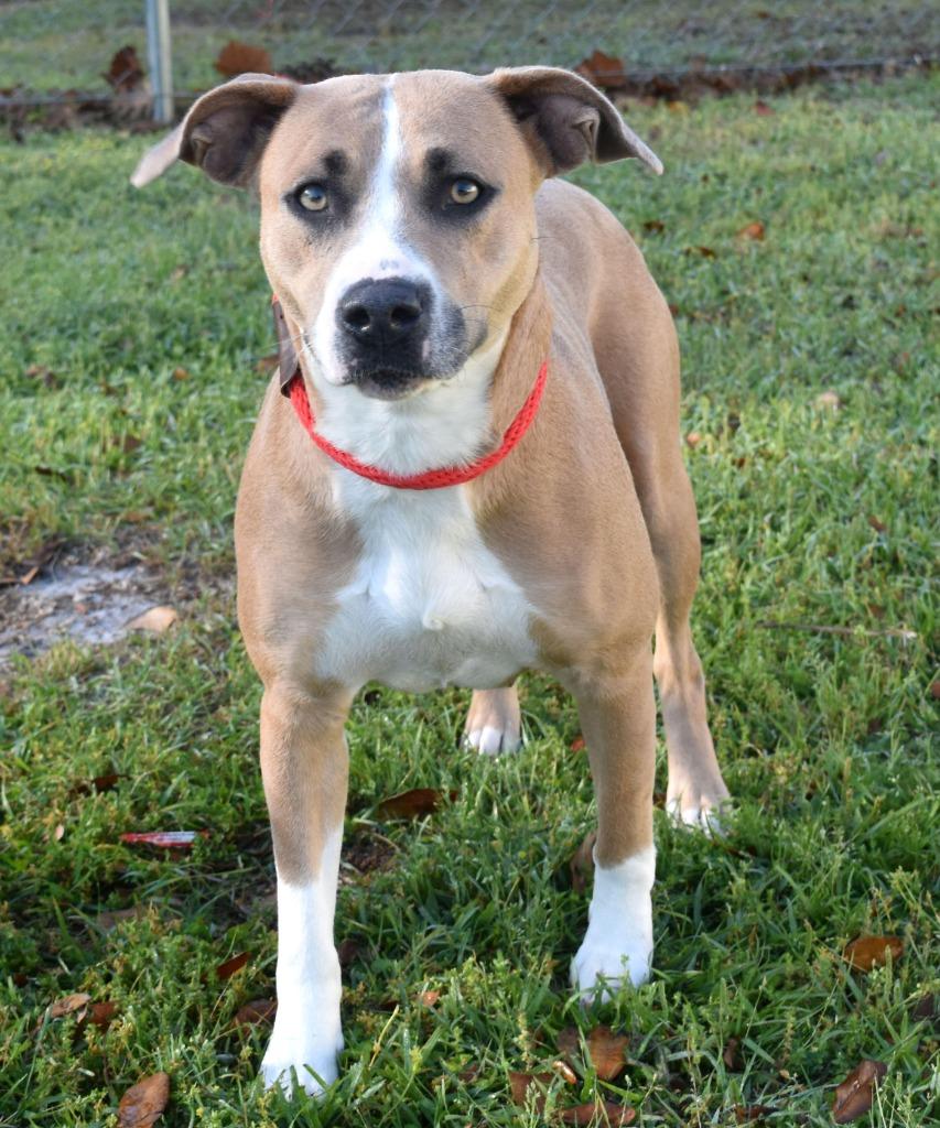 Enlarge Lena, a Adoptable mixed breed in Kingsland, GA image 2/3