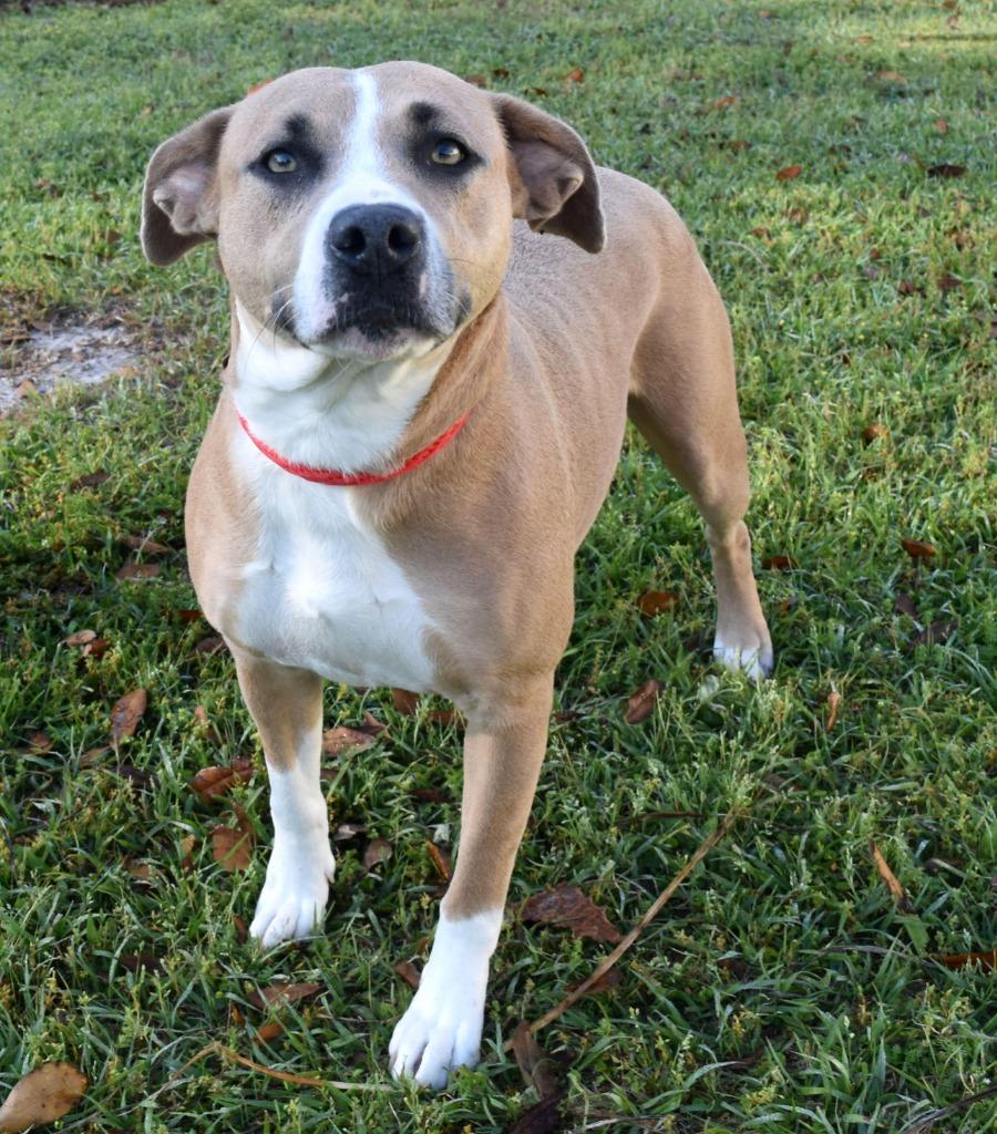 Enlarge Lena, a Adoptable mixed breed in Kingsland, GA image 3/3