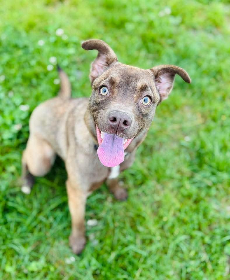 Gracie Lemur, an adoptable Mixed Breed in Ashland, KY_image-1