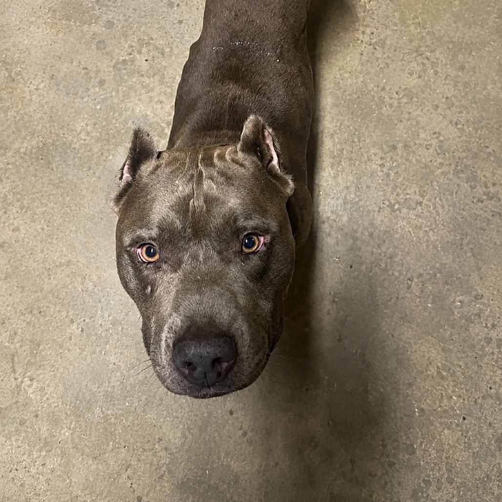 Walker, Adoptable, Adult Male Pit Bull Terrier.