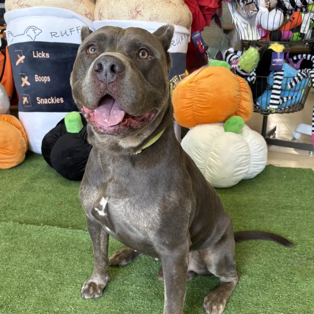 Enlarge Walker, a Adoptable Pit Bull Terrier in Bessemer, AL image 2/4