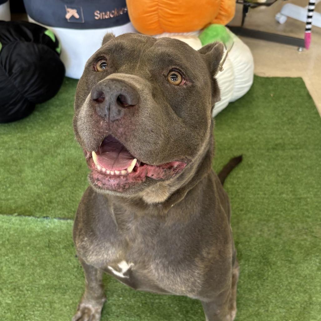Enlarge Walker, a Adoptable Pit Bull Terrier in Bessemer, AL image 3/4