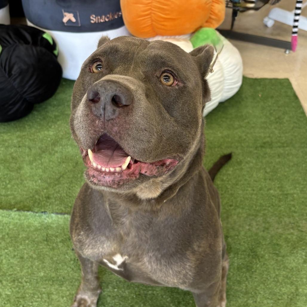 Enlarge Walker, a Adoptable Pit Bull Terrier in Bessemer, AL image 4/4