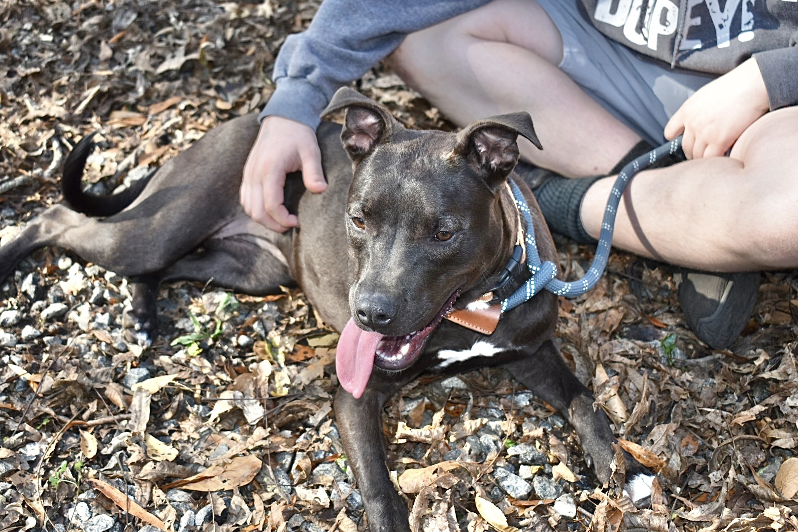 Ginny, a Adoptable mixed breed in Milledgeville, GA image 2/5