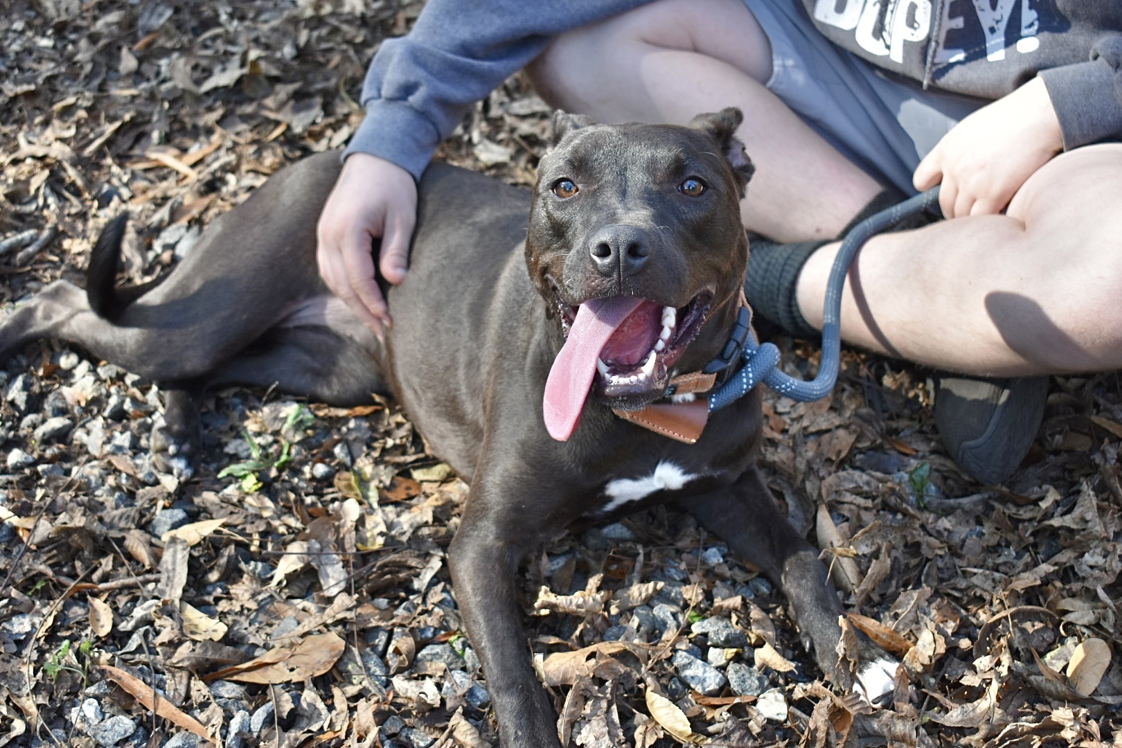 Ginny, a Adoptable mixed breed in Milledgeville, GA image 3/5