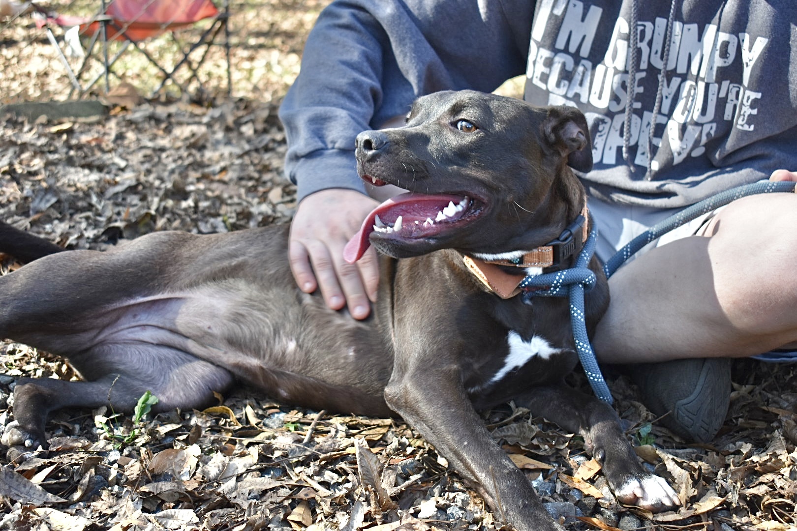 Ginny, a Adoptable mixed breed in Milledgeville, GA image 4/5