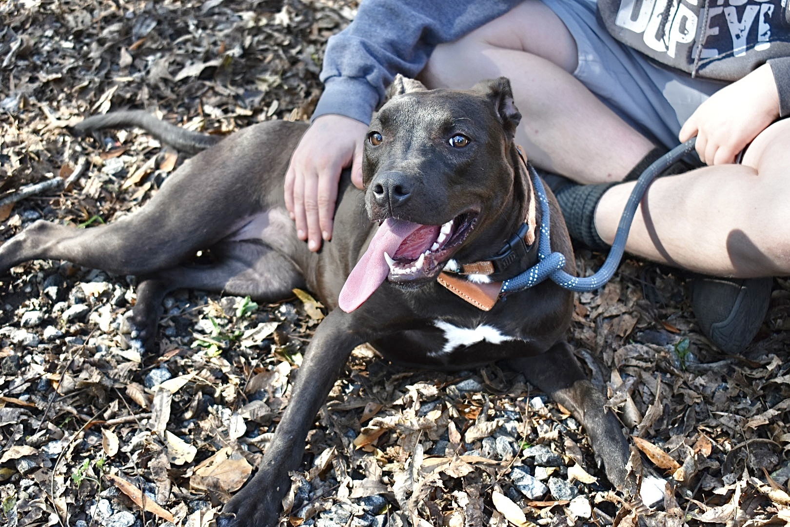 Ginny, a Adoptable mixed breed in Milledgeville, GA image 5/5