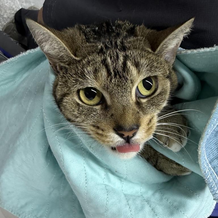 Tabitha, Adoptable, Adult Female Domestic Short Hair.
