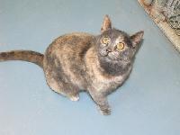 Zada, Adoptable, Adult Female Domestic Short Hair.