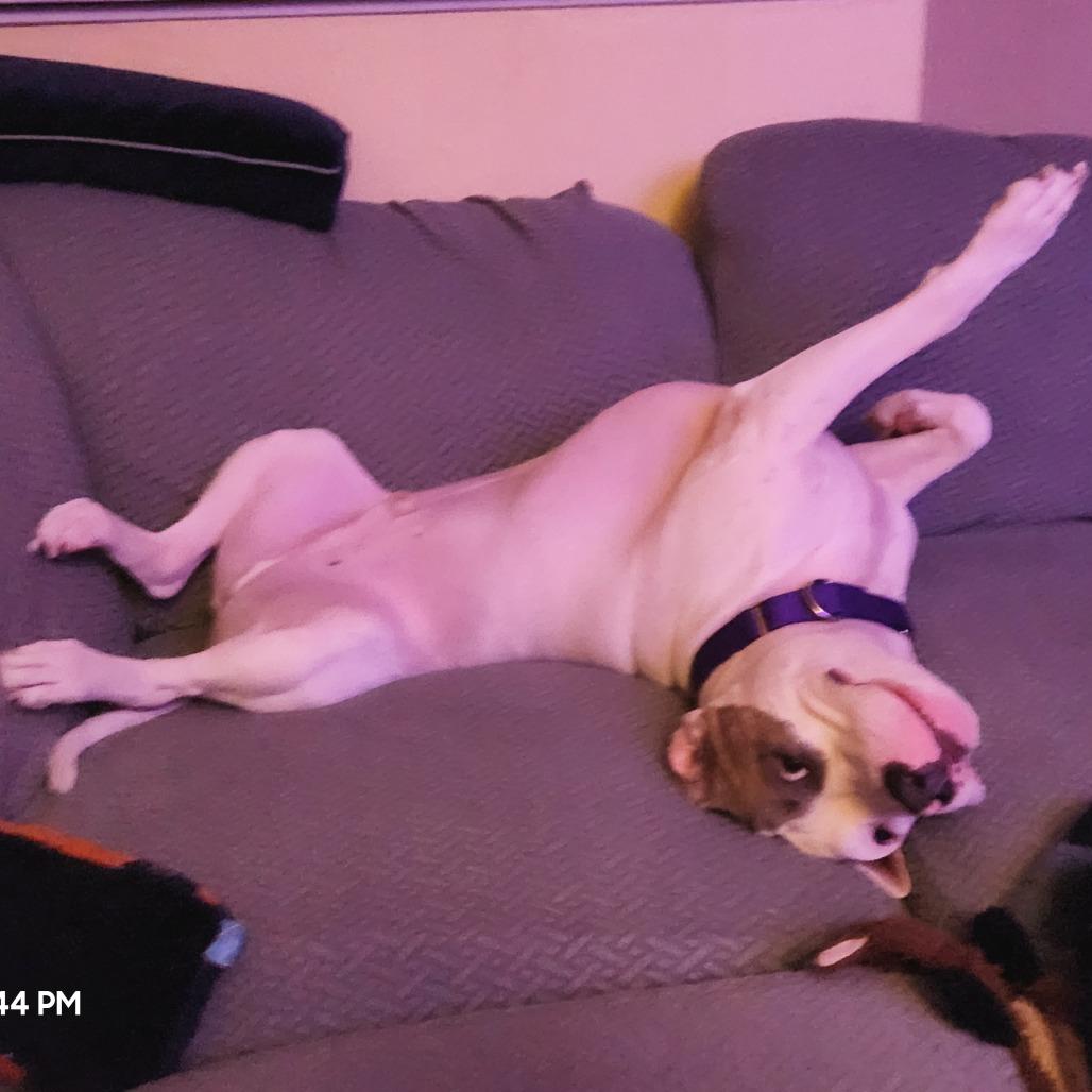 Enlarge Johnny Cash, a Adoptable Mixed Breed in Philadelphia, PA image 1/6