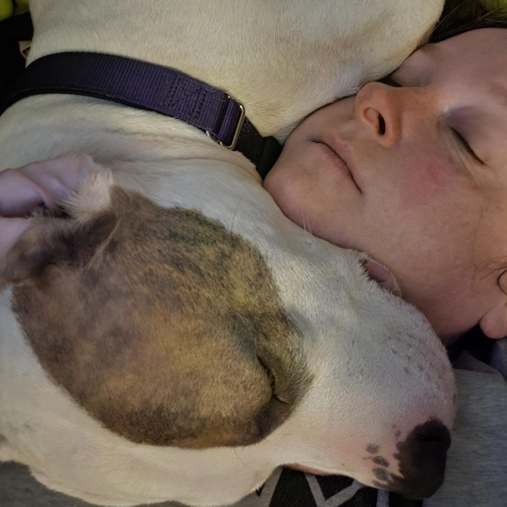 Enlarge Johnny Cash, a Adoptable Mixed Breed in Philadelphia, PA image 2/6