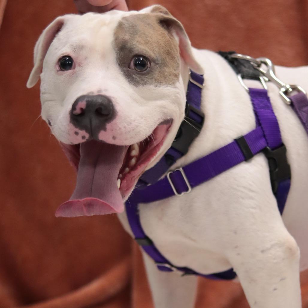 Enlarge Johnny Cash, a Adoptable Mixed Breed in Philadelphia, PA image 3/6