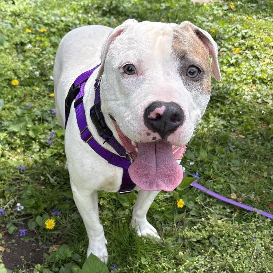 Enlarge Johnny Cash, a Adoptable Mixed Breed in Philadelphia, PA image 4/6