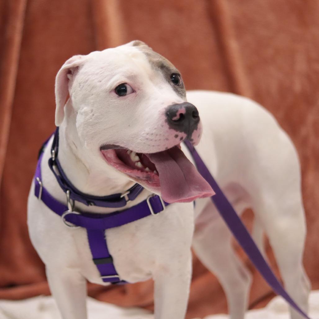 Enlarge Johnny Cash, a Adoptable Mixed Breed in Philadelphia, PA image 4/6