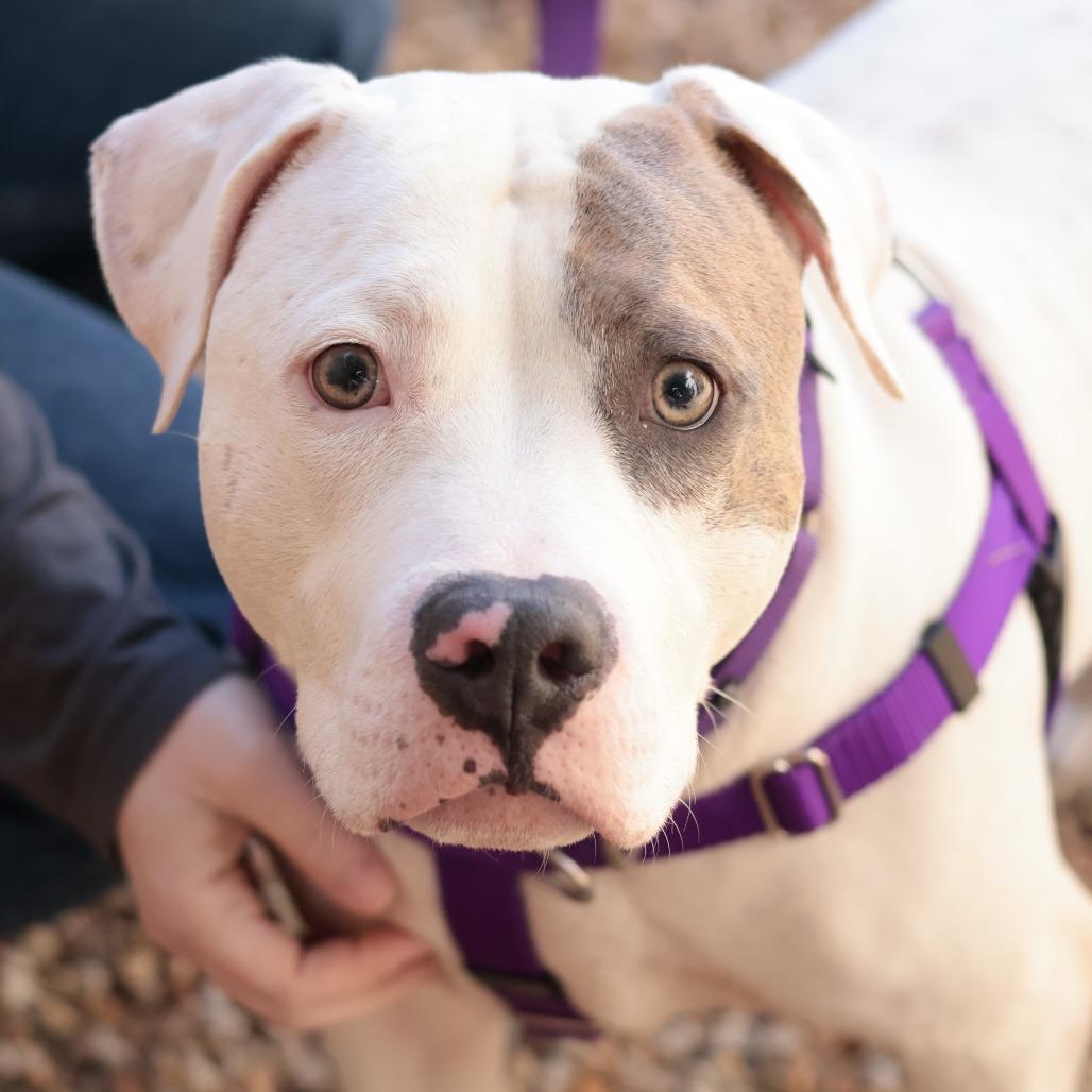 Enlarge Johnny Cash, a Adoptable Mixed Breed in Philadelphia, PA image 5/6