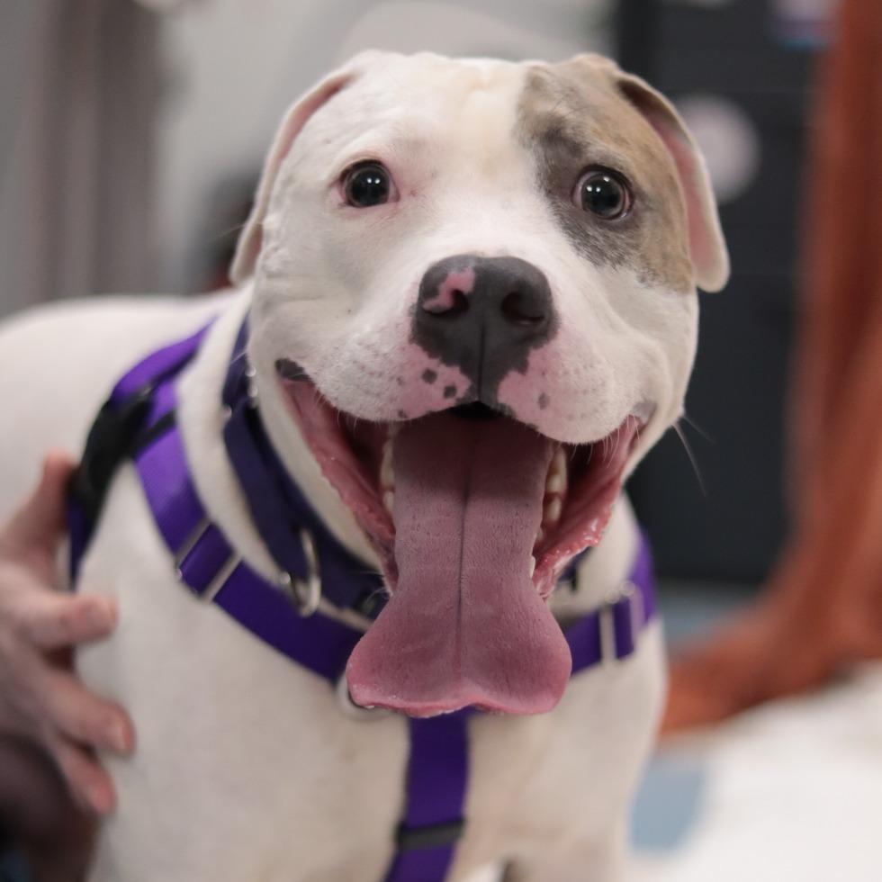 Enlarge Johnny Cash, a Adoptable Mixed Breed in Philadelphia, PA image 5/6