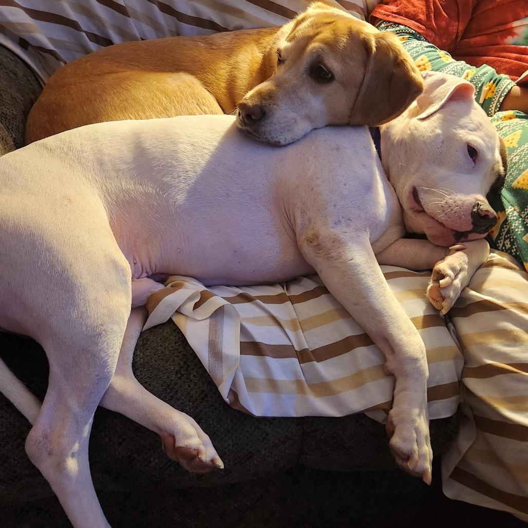 Enlarge Johnny Cash, a Adoptable Mixed Breed in Philadelphia, PA image 6/6