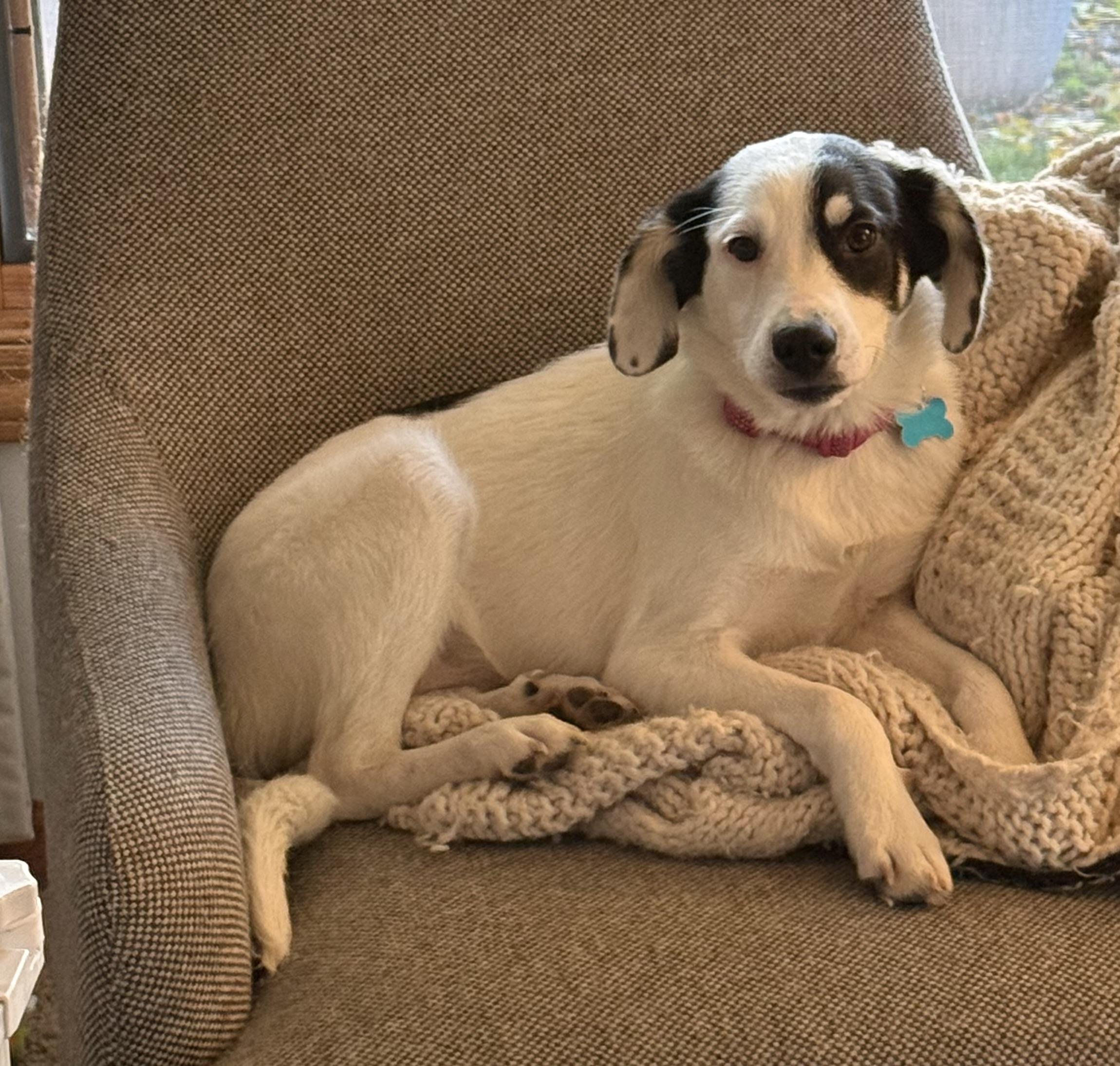 Enlarge Sylvie, a Adoptable mixed breed in Minneapolis, MN image 5/5