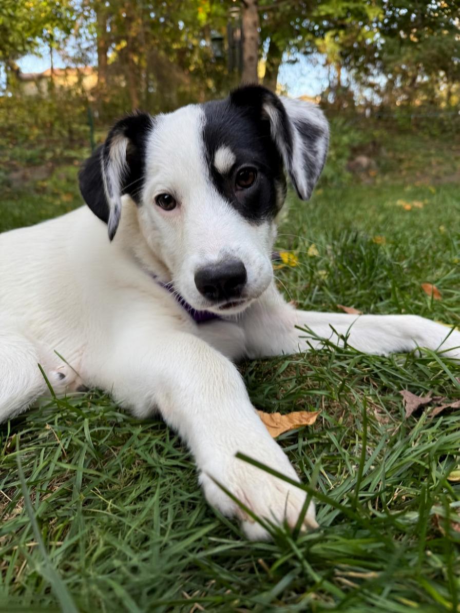 Enlarge Sylvie, a Adoptable mixed breed in Minneapolis, MN image 1/5